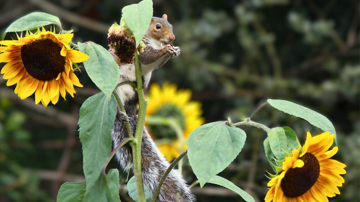 How To Protect Sunflowers From Squirrels https://organicgardeningeek.com