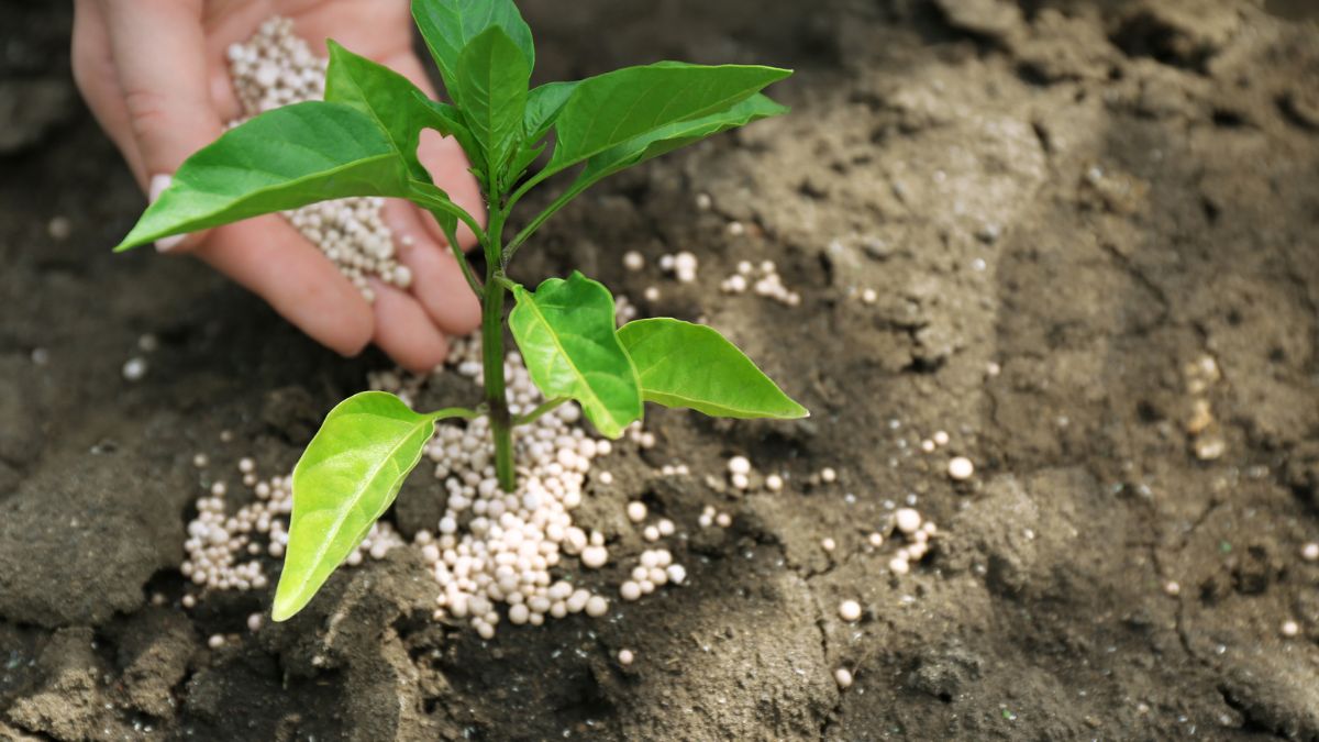 over fertilizing plants https://organicgardeningeek.com