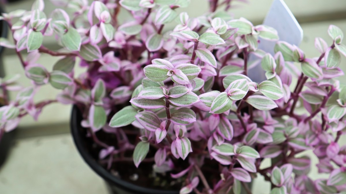 You are currently viewing Callisia Repens Pink Panther Plant Care: A Step-by-Step Guide