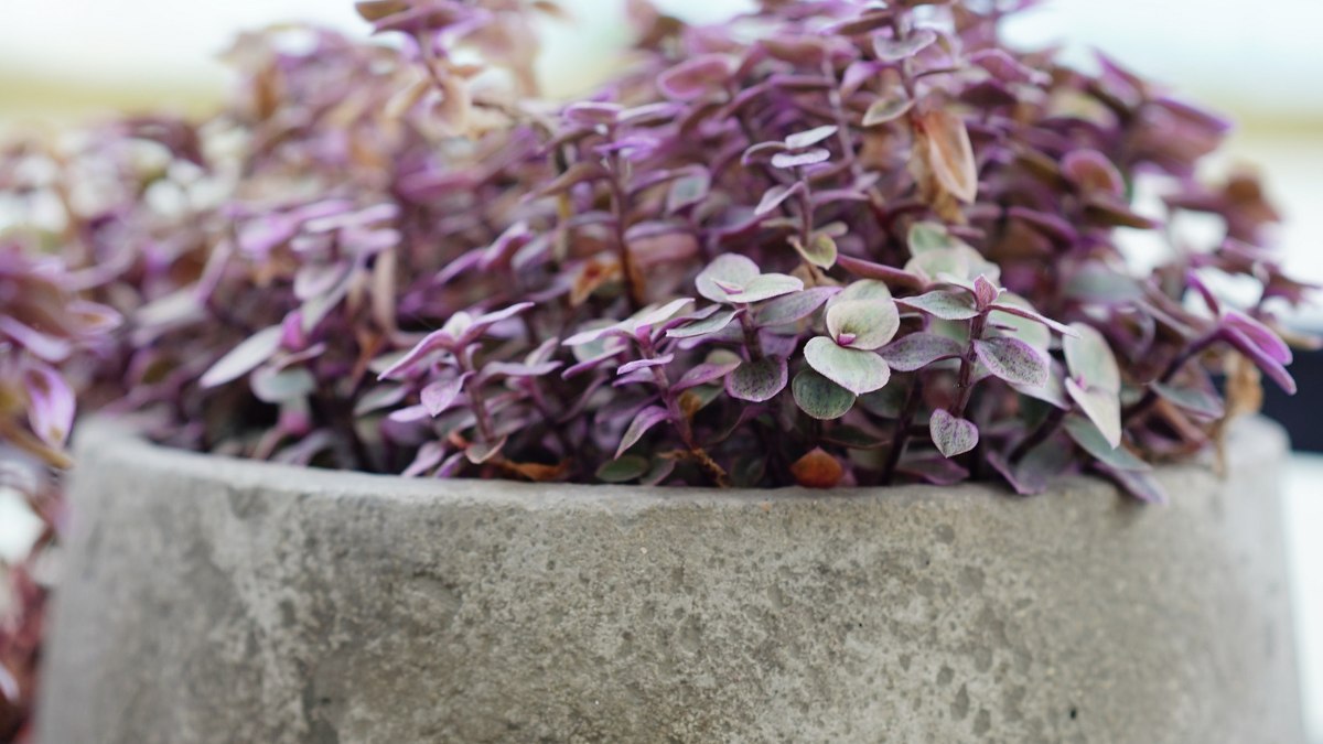 Growing Callisia Repens Pink Panther plants indoors https://organicgardeningeek.com