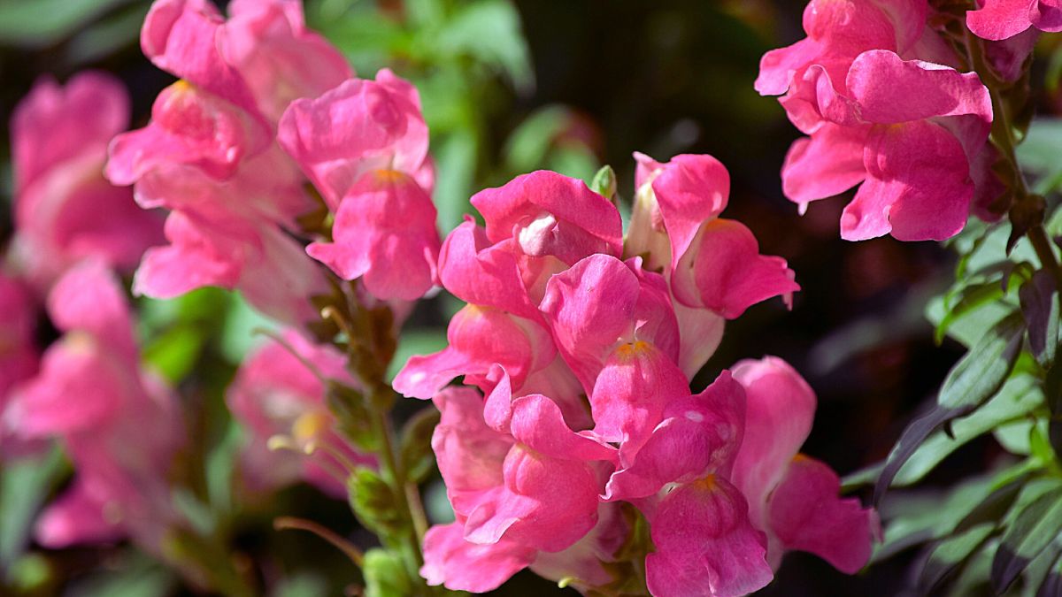 Read more about the article The Ultimate Guide to Growing Lush Pink Snapdragon Flower in Your Garden