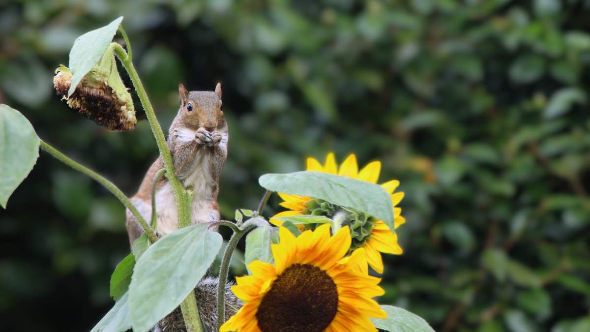 Read more about the article How To Protect Sunflowers From Squirrels (10 Expert Tips!)