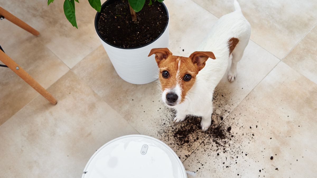 Read more about the article 10 Best Robot Vacuum Cleaners For Gardeners
