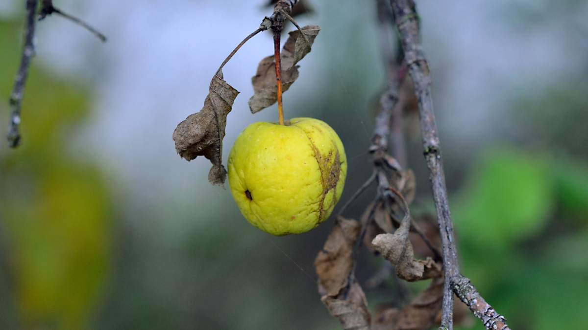 How to cure apple tree diseases https://organicgardeningeek.com