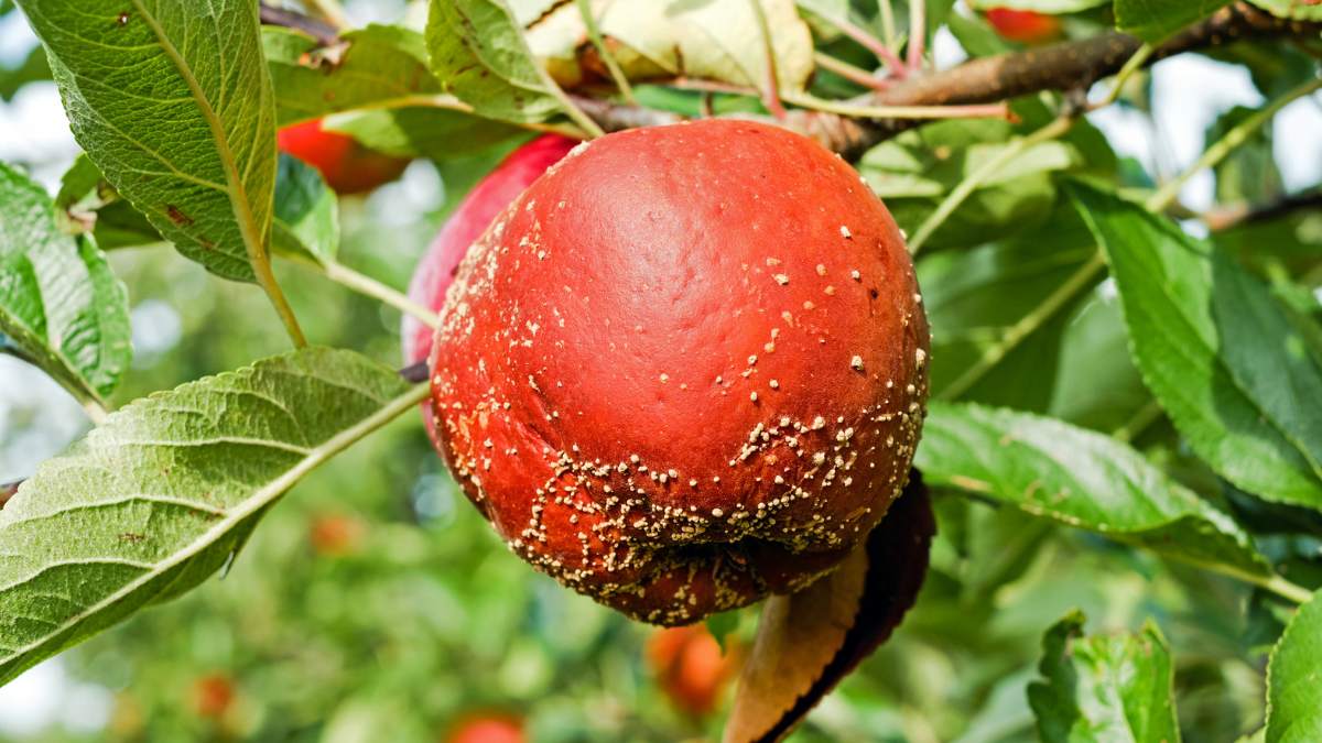 How to prevent apple tree diseases https://organicgardeningeek.com