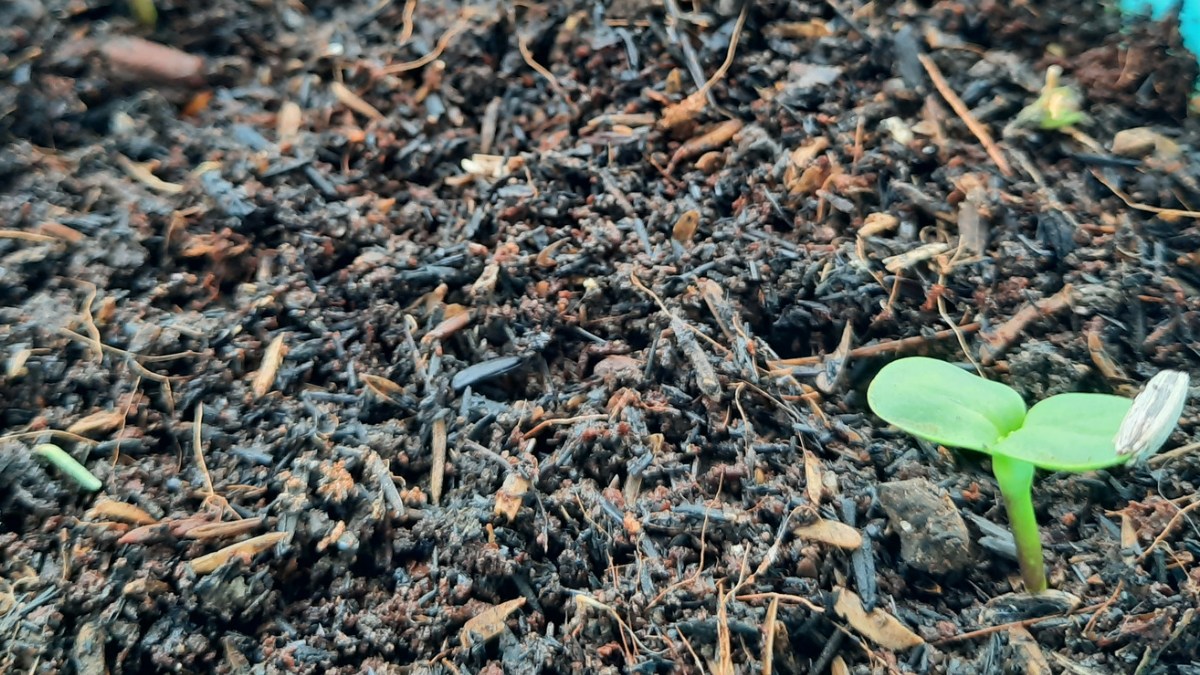 Well draining soil mix for sunflowers https://organicgardeningeek.com