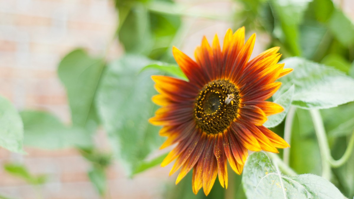 Care for your sunflowers https://organicgardeningeek.com