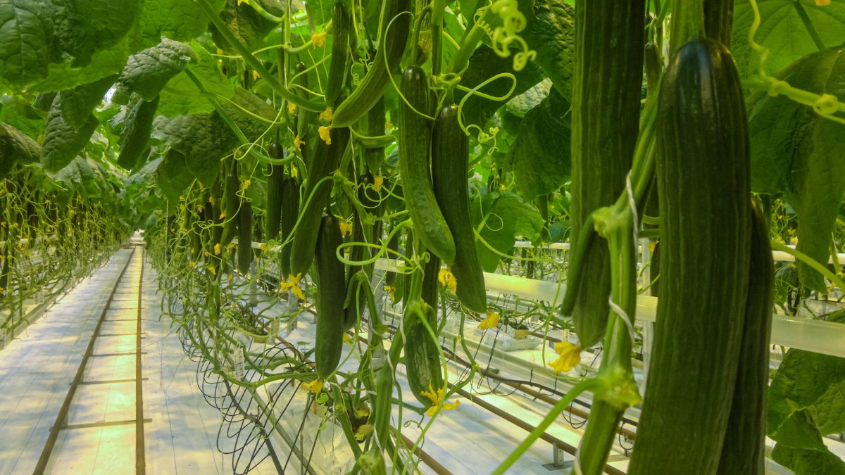 You are currently viewing When Should I Harvest Cucumbers? 5 Things You Need to Consider!