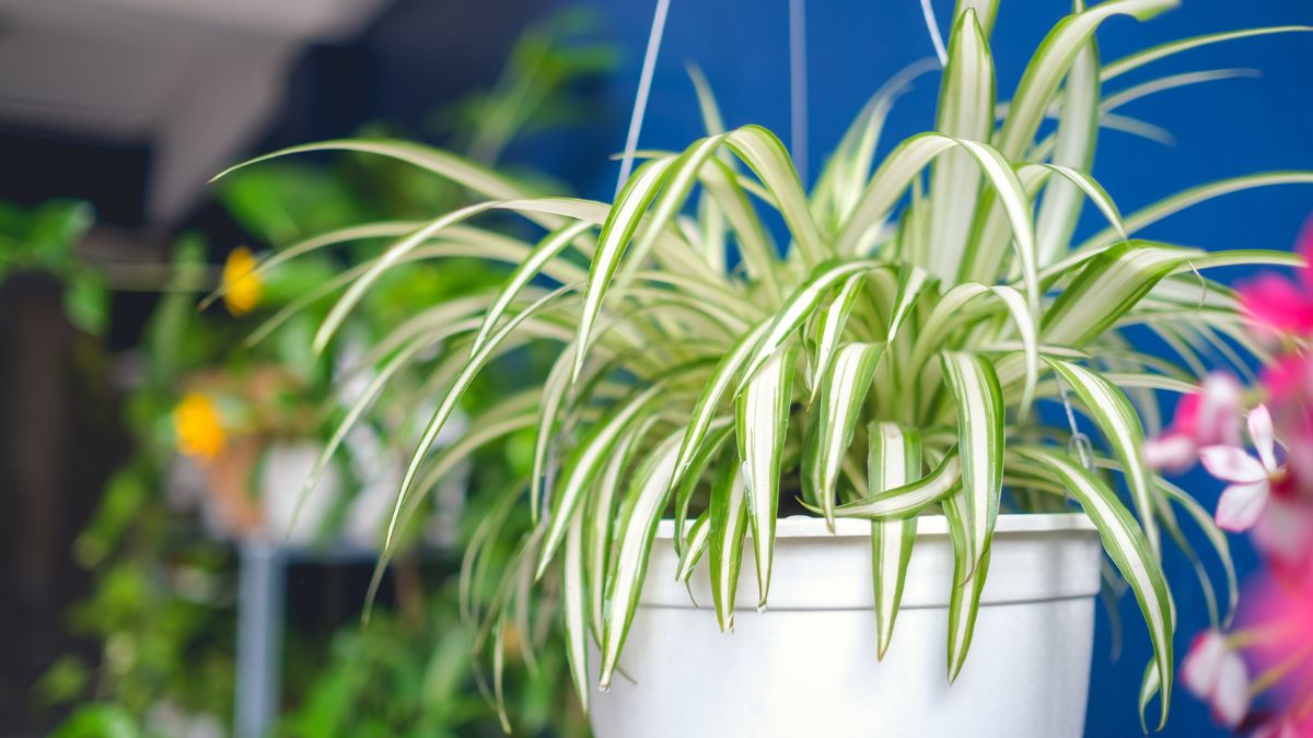 Improving Indoor Air Quality with Oxygenating Plants https://organicgardeningeek.com
