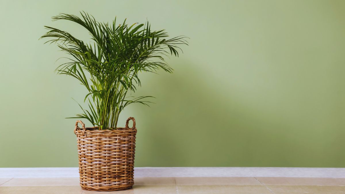 Oxygenating Plants for Indoor Spaces https://organicgardeningeek.com