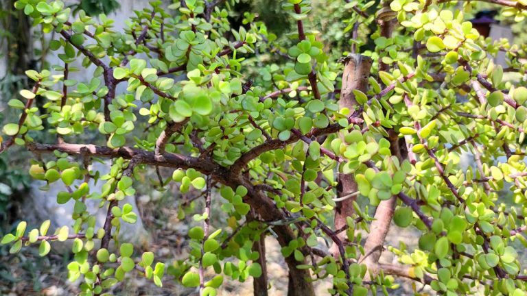 Portulacaria Afra: How to Grow Elephant Bush Succulent That Purifies