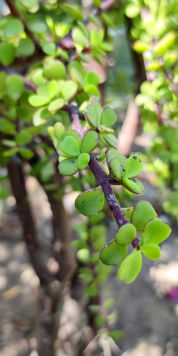 Elephant bush succulent leaves have anti-inflammatory, antibacterial, and antifungal properties. https://organicgardeningeek.com