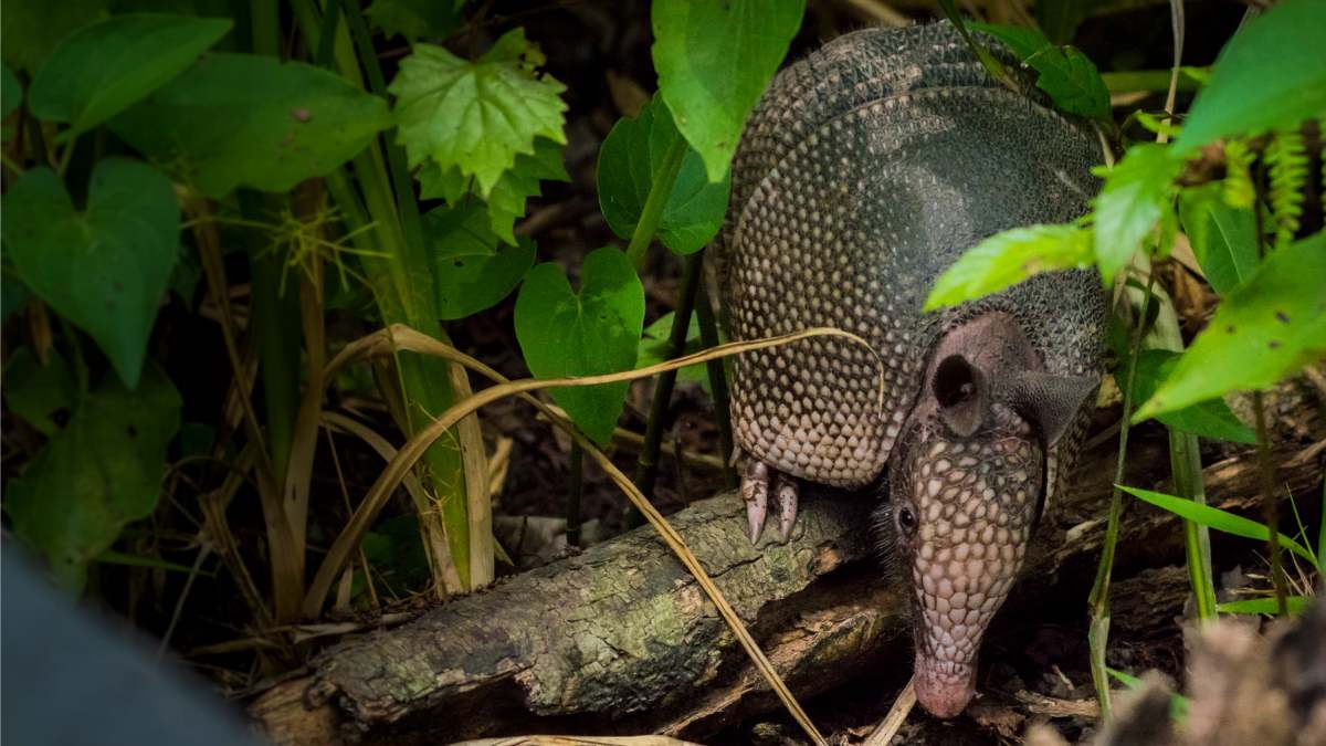 You are currently viewing How to Use Vinegar to Get Rid of Armadillos (Natural & Humane Methods!)