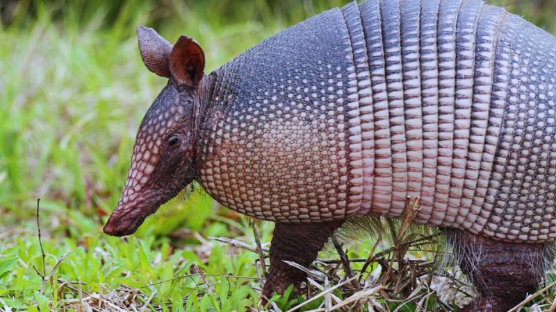 How to Use Vinegar to Get Rid of Armadillos (Natural & Humane Methods!)