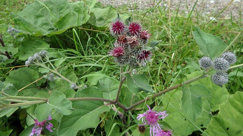 How to Get Rid of Burdock (The Ultimate Guide!)