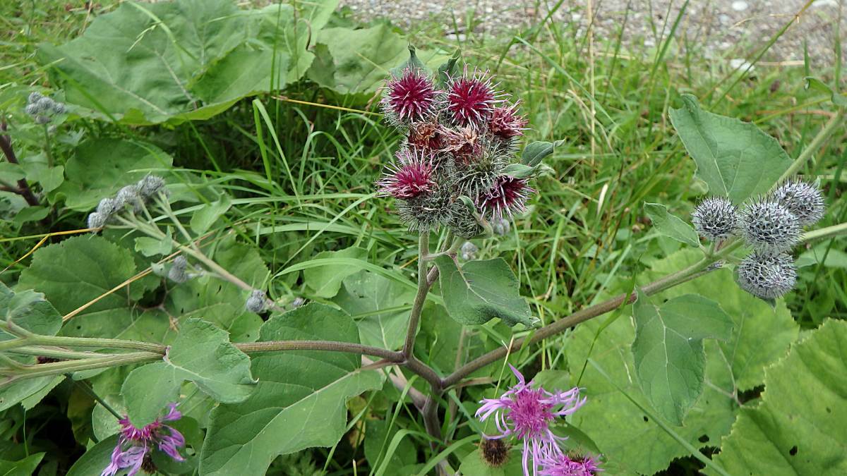 Read more about the article How to Get Rid of Burdock (The Ultimate Guide!)