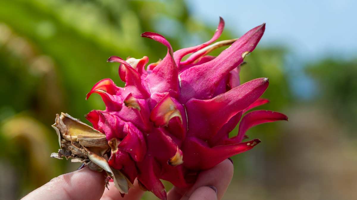 pink dragon fruit https://organicgardeningeek.com