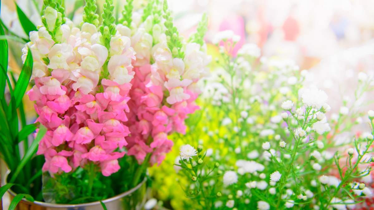 Read more about the article Pink Snapdragon Flowers: Ultimate Guide to Growing & Caring These Beautiful Blooms