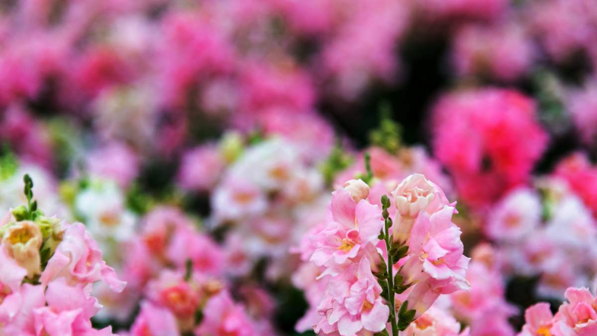 How to Propagate Pink Snapdragon Flowers from Seeds or Cuttings https://organicgardeningeek.com