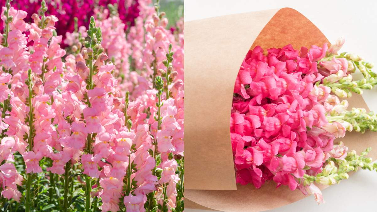 Growing Pink Snapdragon Flowers https://organicgardeningeek.com