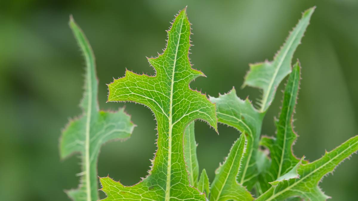 Identification and Assessment of Prickly Lettuce https://organicgardeningeek.com