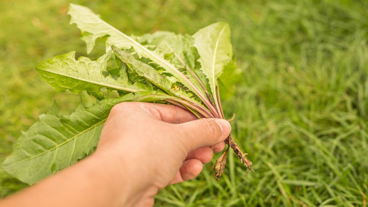 controlling prickly lettuce with hand-pull the weed https://organicgardeningeek.com