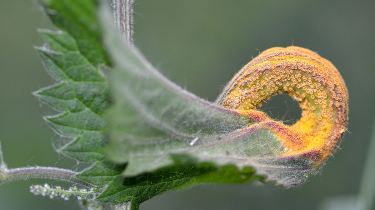 Biological Control Options for Prickly Lettuce - rust fungus https://organicgardeningeek.com