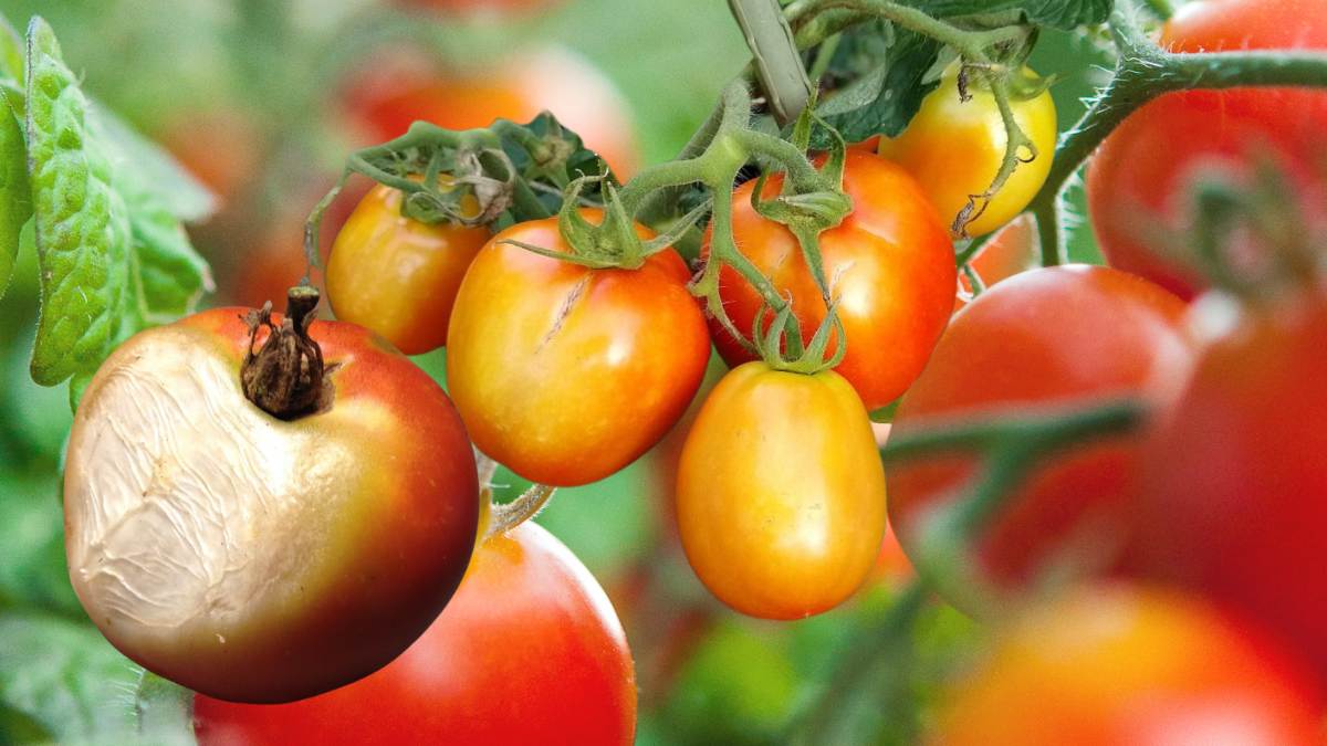 Read more about the article How to Prevent and Treat Sunscald on Peppers, Tomatoes and Trees