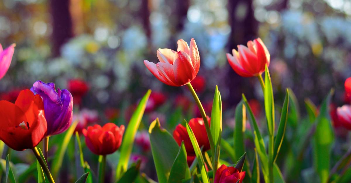 protecting tulips from animals https://organicgardeningeek.com