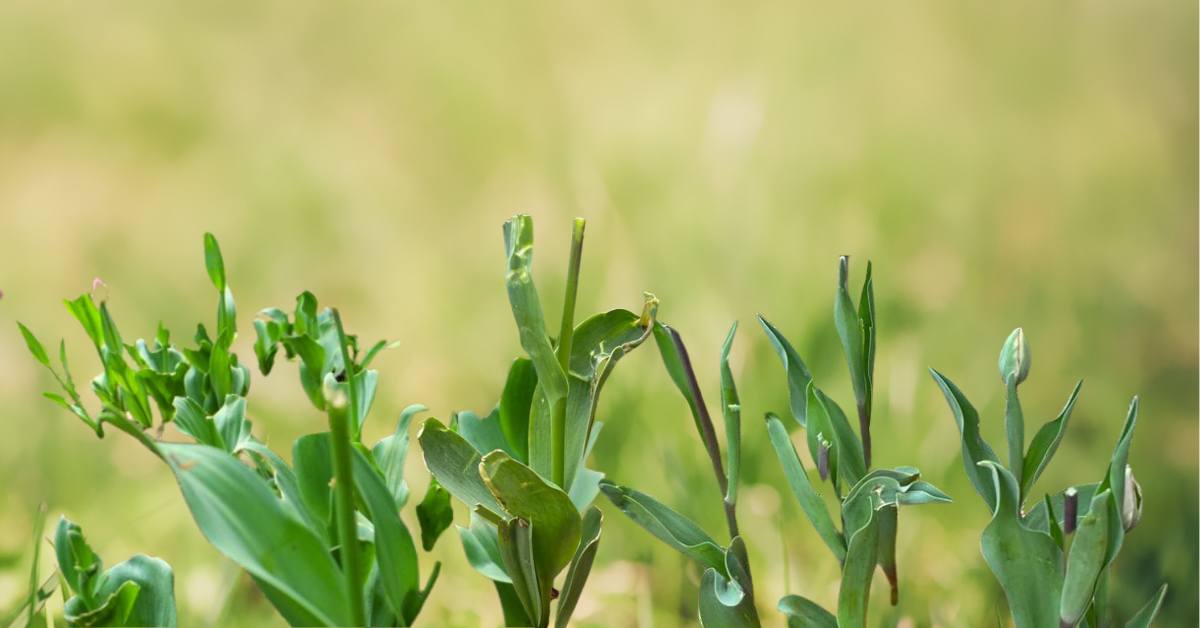 Read more about the article Tulip Heads Bitten Off: Here is How to Protect Your Tulips from Hungry Pests